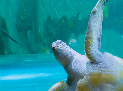 滑稽的绿色或红海龟游过，脸上带着愤怒的表情打招呼