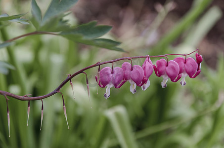 Dicentra spectabilis 也被称为维纳斯的汽车、流血的心脏或七弦琴花