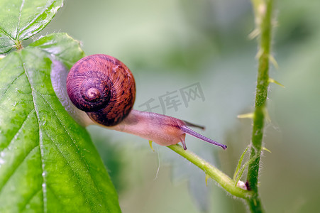 Copse Snail (Arianta arbustorum) 在移动。