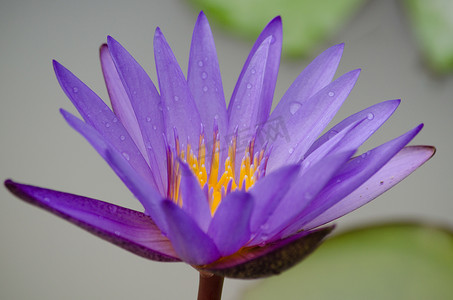 叶飘叶摄影照片_紫色的莲花飘在盛开