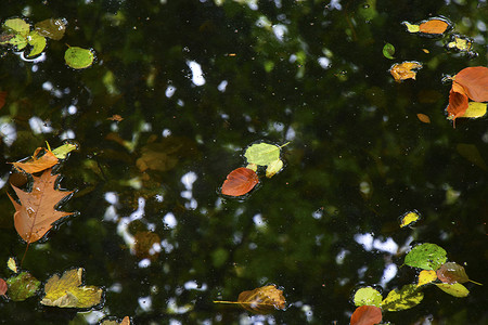 秋天和秋天五颜六色的叶子在水中，阴影和灯光，黄色，reg，橙色和绿色在自然背景中。