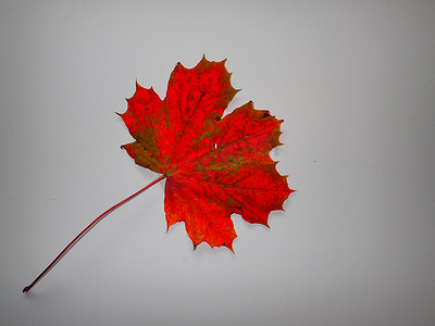 血红色背景摄影照片_白色背景下的血红色叶子