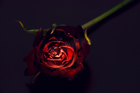 从概念上突出黑色背景上的玫瑰