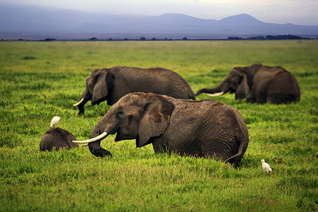 烫金天安们摄影照片_安博塞利国家公园的大象