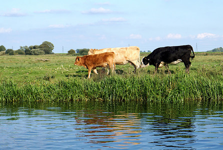 王者夏洛特摄影照片_三头牛（红、白、黑）沿着河岸行走