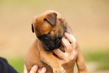 可爱的小狗杂种玛利诺犬和 bullmastiff 在手中