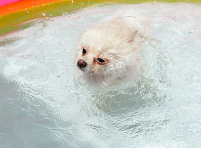 狗爪子摄影照片_白色博美犬游泳时抖掉水