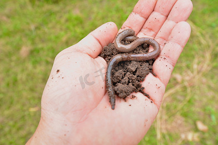 一条蚯蚓在人手中的土壤上。