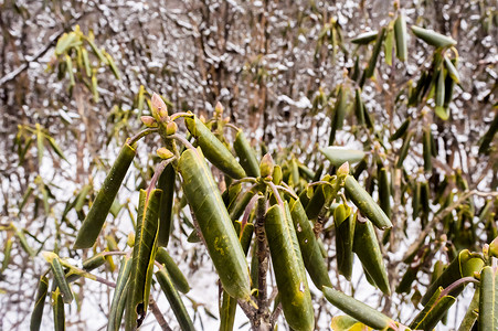 冬天，绿色植物的叶子在雪中生长。