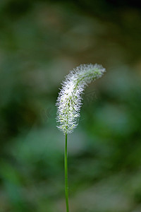 Setaria verticillata，刚毛狐尾