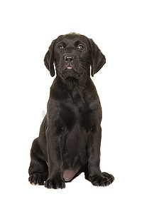 可爱的坐着的黑色拉布拉多小狗，面对着被白色背景隔离的相机