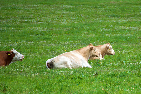 牛牧场摄影照片_三头牛躺在草地上