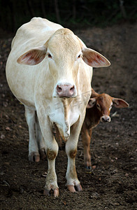 母牛和小牛正在凝视