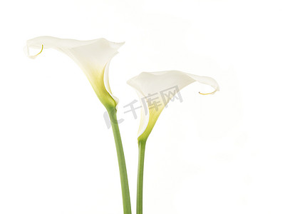 百合撒肉松摄影照片_两个漂亮的白色马蹄莲百合隔离在白色背景上