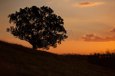 简单的树摄影照片_简单的日落和天文台山山上的树