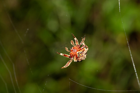一只蜘蛛在雨林中织网