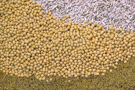 成熟黄豆摄影照片_作为背景的成熟大豆