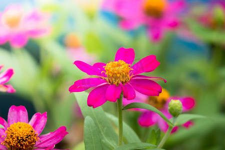 粉色夏天背景摄影照片_五颜六色的花朵的背景图片