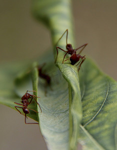驱避剂摄影照片_栖息在花园里的昆虫