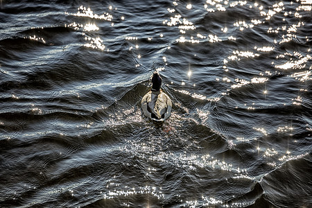 野鸭在水中游泳