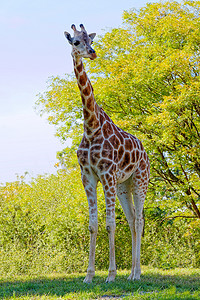 自然栖息地中的长颈鹿