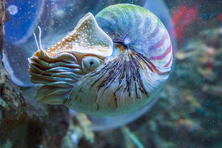 鹦鹉螺乌贼一种罕见而美丽的活壳化石水下海洋动物