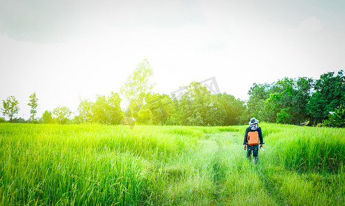 稻田里摄影照片_身穿黑色牛仔裤、长袖衬衫和帽子的亚洲智能工程师或测量员，带着一盒橙色工作设备，在泰国阳光明媚的早晨在绿色稻田里散步