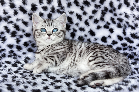 黑银背景摄影照片_躺在上面的年轻黑银虎斑斑英国短毛猫