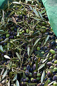 套在毯子里的收获橄榄，