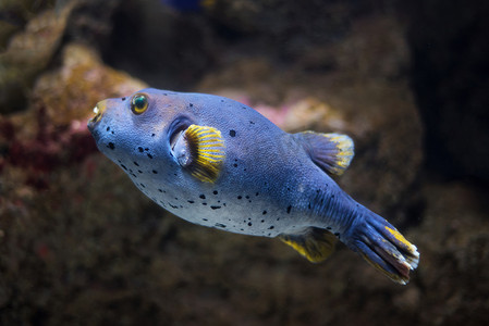 游泳潜水摄影照片_河豚鱼（Tetraodontidae）。