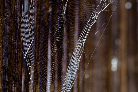 诺德林根防御走廊中的蜘蛛网