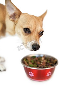 可爱的狗从碗里吃东西