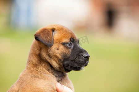 可爱的小狗杂种玛利诺犬和 bullmastiff 在手中