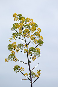 大茴香野花