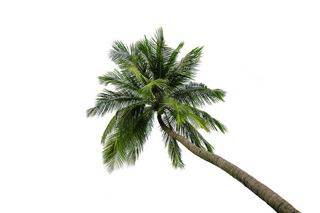 夏天椰子树摄影照片_孤立在白色背景上的椰子树