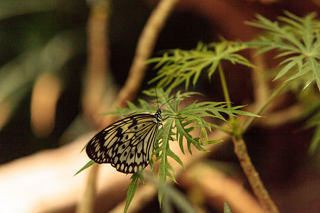 纸鸢蝴蝶，Idea leuconoe