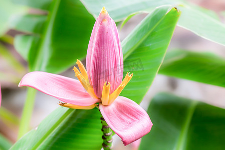 “粉红色的芭蕉花或开花的香蕉，喜欢莲花”