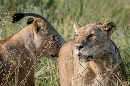 两只狮子在草丛中结伴而行。