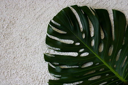 在粗砺的石膏白色背景隔绝的大绿色龟背竹叶子。