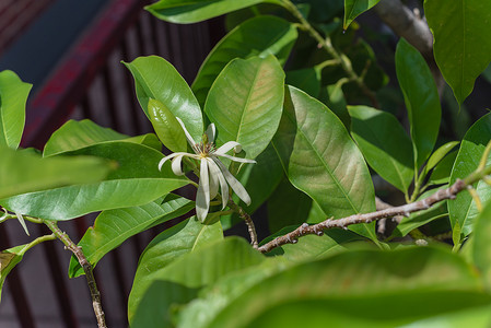 靠近红色金属栅栏的 Blossom Cananga odorata Ylang-ylang 花或热带香水树