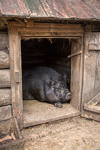 大肚猪在谷仓里。