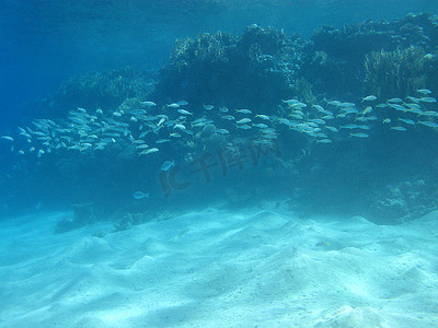 香线摄影照片_珊瑚礁与热带海洋中的山羊鱼浅滩，水下