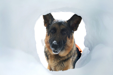 雪崩救援犬找到幸存者