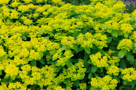德国黑森州富尔达的黄绿色花朵
