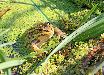 浮萍沼泽中的青蛙