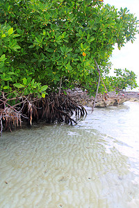 加勒比海岸气生根的美洲红树植物