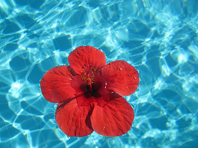 一朵大红花漂浮在蓝光池中的特写图像