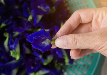手正在采摘 Clitoria ternatea 或新鲜蝴蝶豌豆花