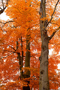 秋天树橙色风景在公园