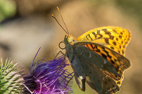 一只蝴蝶在夏日花朵上的特写照片